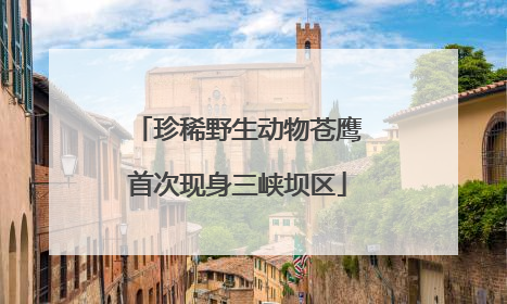 珍稀野生动物苍鹰首次现身三峡坝区