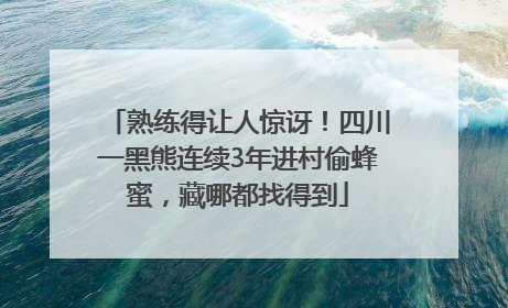 熟练得让人惊讶！四川一黑熊连续3年进村偷蜂蜜，藏哪都找得到