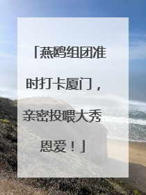 燕鸥组团准时打卡厦门，亲密投喂大秀恩爱！