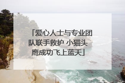 爱心人士与专业团队联手救护 小猫头鹰成功飞上蓝天