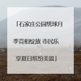 石家庄公园绣球月季竞相绽放 市民乐享夏日缤纷美景