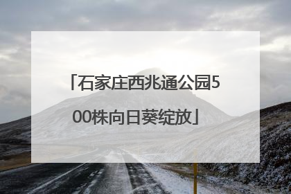 石家庄西兆通公园500株向日葵绽放