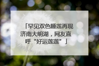 罕见双色睡莲再现济南大明湖，网友直呼“好运莲莲”