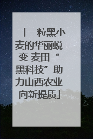 一粒黑小麦的华丽蜕变 麦田“黑科技”助力山西农业向新提质