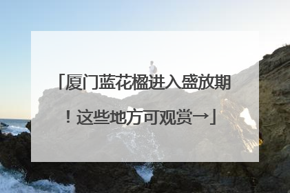 厦门蓝花楹进入盛放期！这些地方可观赏→