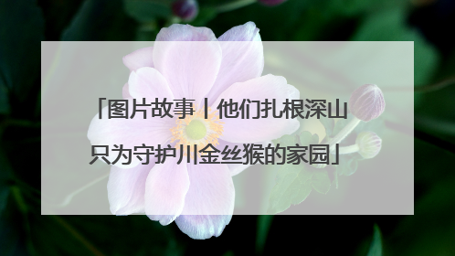 图片故事丨他们扎根深山 只为守护川金丝猴的家园
