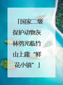 国家二级保护动物灰林鸮光临竹山上庸“鲜花小镇”
