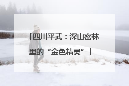 四川平武：深山密林里的“金色精灵”