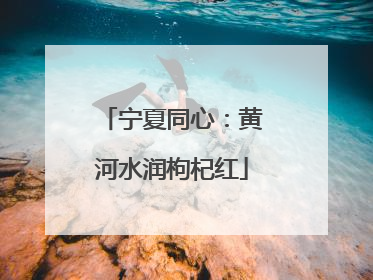 宁夏同心：黄河水润枸杞红