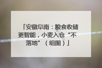 安徽阜南：粮食收储更智能，小麦入仓“不落地”（组图）