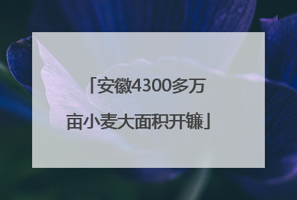 安徽4300多万亩小麦大面积开镰