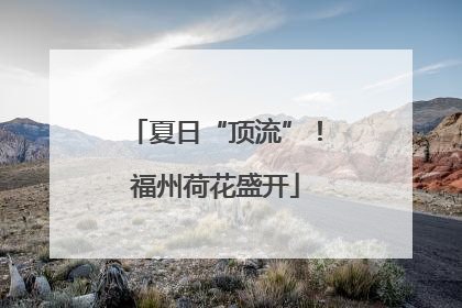 夏日“顶流”！福州荷花盛开
