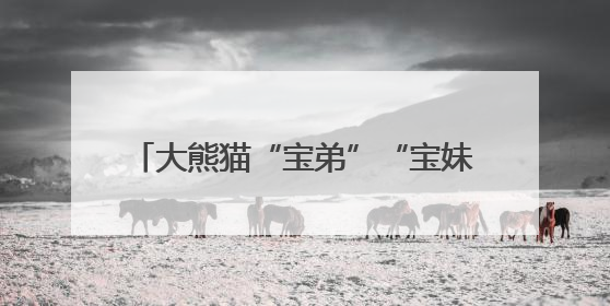 大熊猫“宝弟”“宝妹”正式亮相温州动物园！对本地美食情有独钟