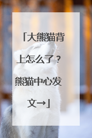 大熊猫背上怎么了？熊猫中心发文→
