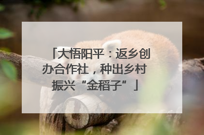 大悟阳平：返乡创办合作社，种出乡村振兴“金稻子”