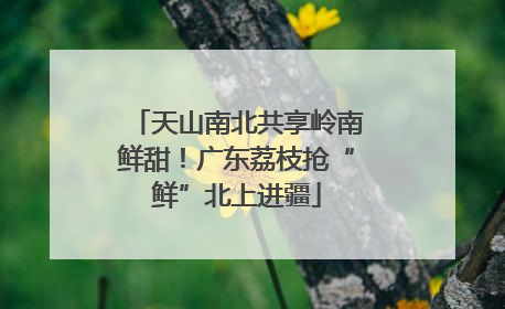 天山南北共享岭南鲜甜！广东荔枝抢“鲜”北上进疆