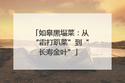 如皋黑塌菜：从“霜打趴菜”到“长寿金叶”