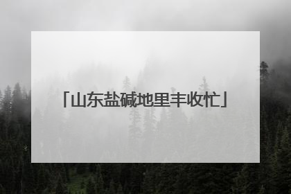 山东盐碱地里丰收忙