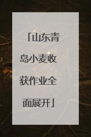 山东青岛小麦收获作业全面展开