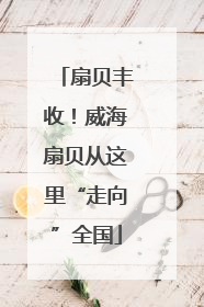 扇贝丰收！威海扇贝从这里“走向”全国
