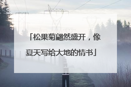 松果菊翩然盛开，像夏天写给大地的情书