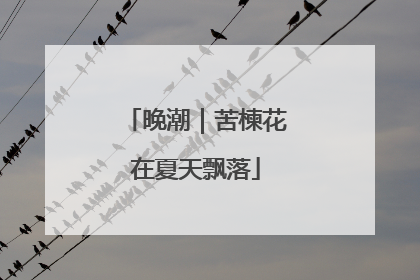 晚潮｜苦楝花在夏天飘落