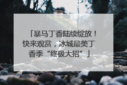 暴马丁香陆续绽放！快来观赏，冰城最美丁香季“终极大招”