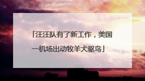 汪汪队有了新工作，美国一机场出动牧羊犬驱鸟