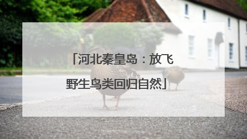 河北秦皇岛：放飞野生鸟类回归自然