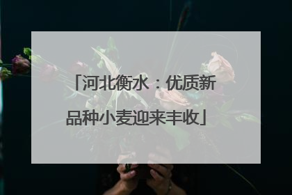 河北衡水：优质新品种小麦迎来丰收