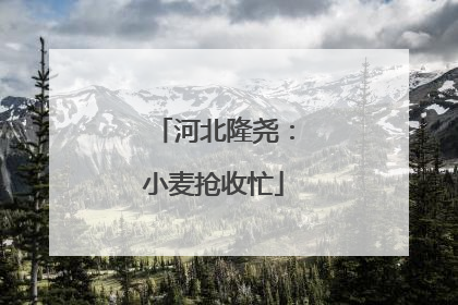 河北隆尧：小麦抢收忙