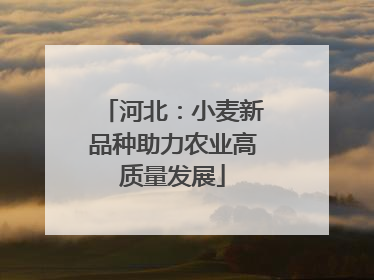 河北：小麦新品种助力农业高质量发展