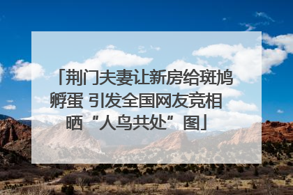 荆门夫妻让新房给斑鸠孵蛋 引发全国网友竞相晒“人鸟共处”图