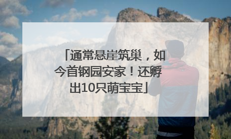 通常悬崖筑巢，如今首钢园安家！还孵出10只萌宝宝