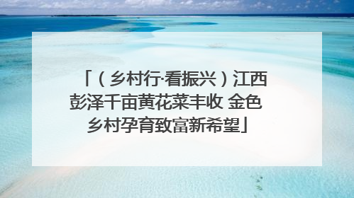 （乡村行·看振兴）江西彭泽千亩黄花菜丰收 金色乡村孕育致富新希望